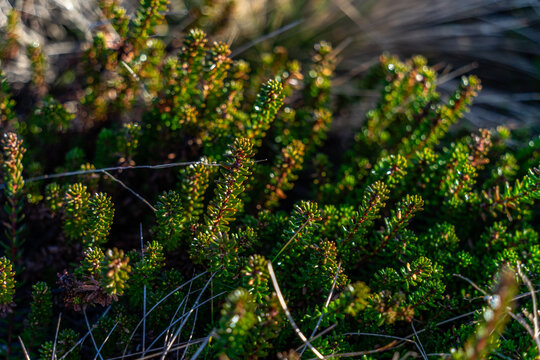 green heather plant in national park thy denmark in winter