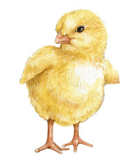 Watercolor baby chicks, Easter baby chicken, Cute spring bird, little chick illustration.