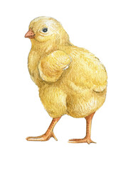 Watercolor baby chicks, Easter baby chicken, Cute spring bird, little chick illustration.