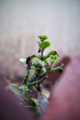 plant in the rain