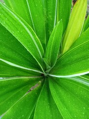 green leaf background