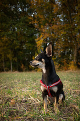 Chihuahua is sitting in the grass. He is so crazy dog on trip.
