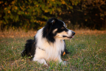 Border collie is lying in the grass. He is so crazy dog on trip.