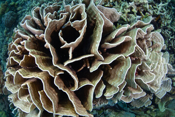 Naklejka na ściany i meble A healthy coral colony, Heliopora sp., grows on a reef near Alor, Indonesia. This remote region, part of the Lesser Sunda Islands, is known for both marine biological diversity and active volcanoes.