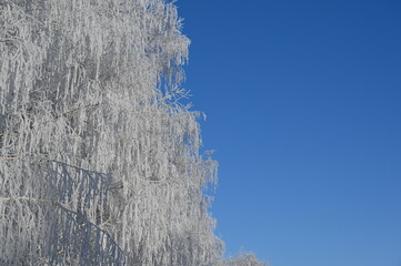 Birch branches are covered with frost on a frosty day.