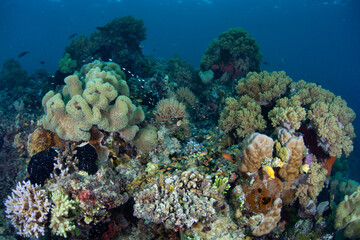 Fototapeta na wymiar A healthy, biodiverse coral reef thrives in the waters near Alor, Indonesia. This remote region, part of the Lesser Sunda Islands, is known for both marine biological diversity and active volcanoes.
