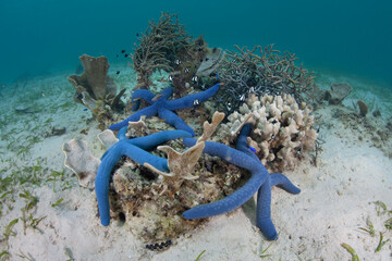 Blue sea stars cling to a shallow reef in the waters near Alor, Indonesia. This remote region, part...
