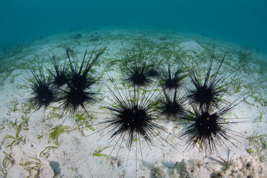 Black spiny urchins, Diadema sp., feed on algae on the shallow seafloor of a seagrass meadow off of Flores, Indonesia. These urchins are often found in disturbed marine habitats.