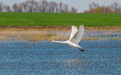 Fototapeta na wymiar white swan takes off from the blue lake