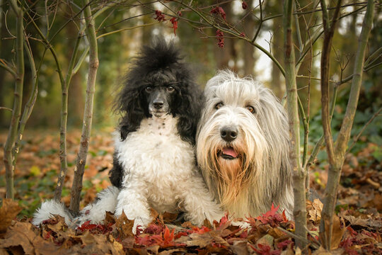 Bearded collie and poodle are lying in the leaves. They are in nature. Autumn photo.