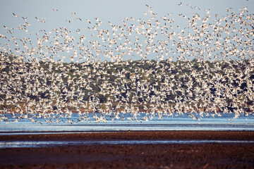 Flock of birds
