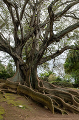 Ficus macrophylla or Australian Banyan tree in the Jose Canto Botanical Garden in Ponta Delgada. Sao Miguel island. Azores, Portugal.