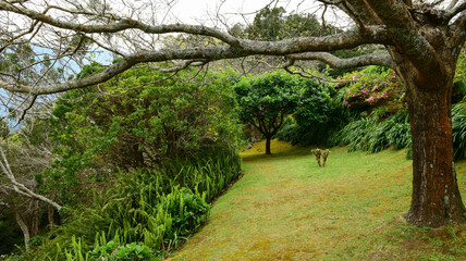 Gardens of Sao Miguel island. Azores, Portugal.