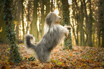 Naklejka na ściany i meble Bearded collie is dancing in the leaves. He is so cute dog.