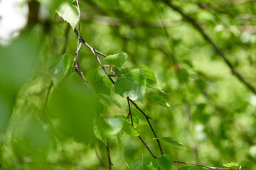 Green leaves on the sky background