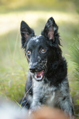 Portrait of dog puppy mudi. She is so nice dog.