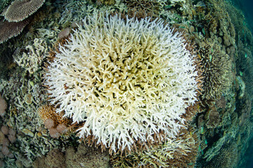 High sea surface temperatures have caused a coral colony to bleach. Coral bleaching often leads to the colony's death and is often correlated with climate change.