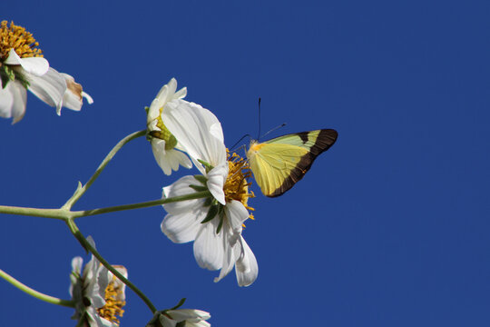 Butterflies of Brazil - Family Pieridae - Melete lycimnia on a Daisy tree.