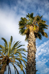 Dos palmeras en cielo azul y soleado.