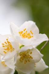 Fototapeta na wymiar white flowers of tree