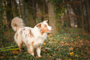 Australian shepherd is standing in the leaves in the forest. Autumn photoshooting in park.