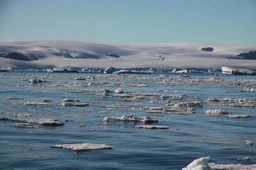 topniejące kry lodowe i growlery dryfujące przy ośnieżonym wybrzeżu grenlandii - obrazy, fototapety, plakaty