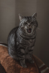 funny cute tabby scottish straight cat yawns