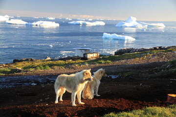 dwa zaprzęgowe białe psy stojące na brzegu morza pokrytego krą i górami lodowymi na grenlandii - 482908383