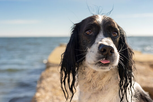 wet springer spaniel at beach on jetty