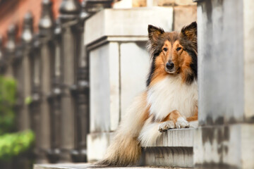 Langhaar Collie