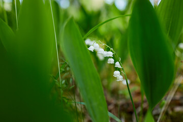 lily of the valley  closeup