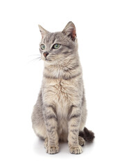 Little gray kitten .