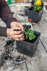 farmer's hands transplant flowers in spring in garden. farmer pours Soil into pot with Ranunculus asiaticus, held with roots in tuber of ground. Blooming ugly bushes Persian buttercup