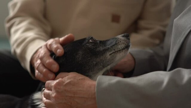 Close-up of the wrinkled hands of an unrecognizable elderly couple looking at the muzzle of their pet, black and white mongrel dog