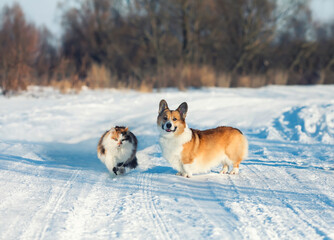 fluffy friends red dog corgi and cat walking in the snow in winter garden