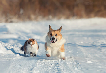 fluffy friends red dog corgi and cat running on a snowy road in the winter park
