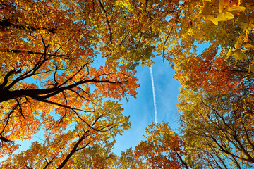 Colorful autumn tree tops in fall forest with blue sky and sun shining through trees.