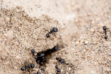 Ants on the ground at the anthill