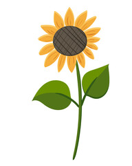 Sunflower with green leaves isolated on white background vector illustration. Sunflower in flat cartoon style, farm flower.