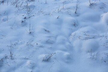 Plants sticking out from under the snow, bushes top view in snowdrifts 2