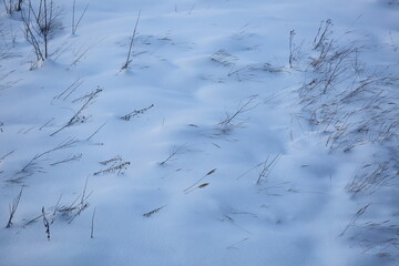Plants sticking out from under the snow, bushes top view in snowdrifts