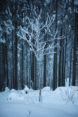 Kleiner Baum im frostigen winterlichen Wald