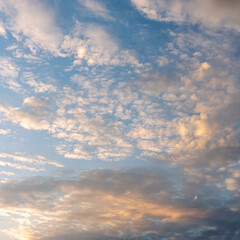 Naklejka na ściany i meble many wind-scattered cirrus clouds beautifully illuminated by the setting sun