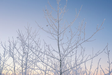 Fototapeta na wymiar Winter frosty morning with frost on trees and bushes with beautiful branches