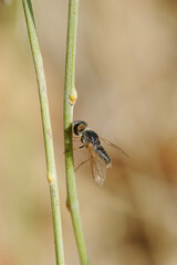 Closeup of the nature of Israel -  black fly on a branch
