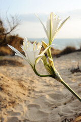 Large white flower Pancratium maritimum on the sandy shores of the Mediterranean Sea in Israel