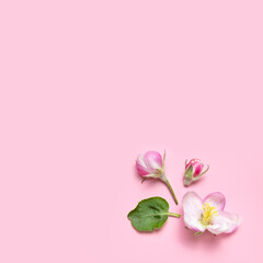 Fototapeta na wymiar Spring background. Beautiful delicate fresh spring flowers, buds, green leaves of apple tree on pink background flat lay top view. Springtime nature concept. Bloom, inflorescence, flowering