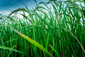 Rice cultivation with ripe ears ready for harvest.