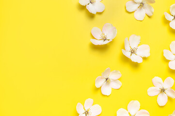 Spring background. Beautiful delicate fresh spring flowers and buds of apple tree on yellow background flat lay top view. Springtime nature concept. Bloom, inflorescence, flowering. Flower pattern