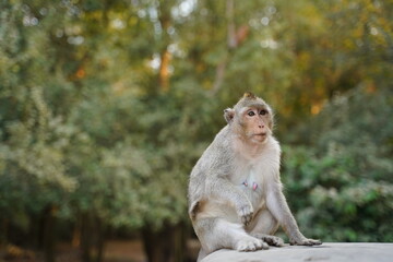 Fototapeta na wymiar Cute Monkey in the living nature. Cambodia, Angkor Wat
